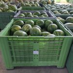 Uprawa arbuzów w Polsce – skrzyniopalety po zbiorze owoców