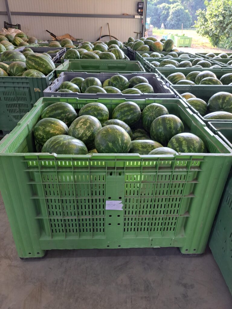 Uprawa arbuzów w Polsce – skrzyniopalety po zbiorze owoców