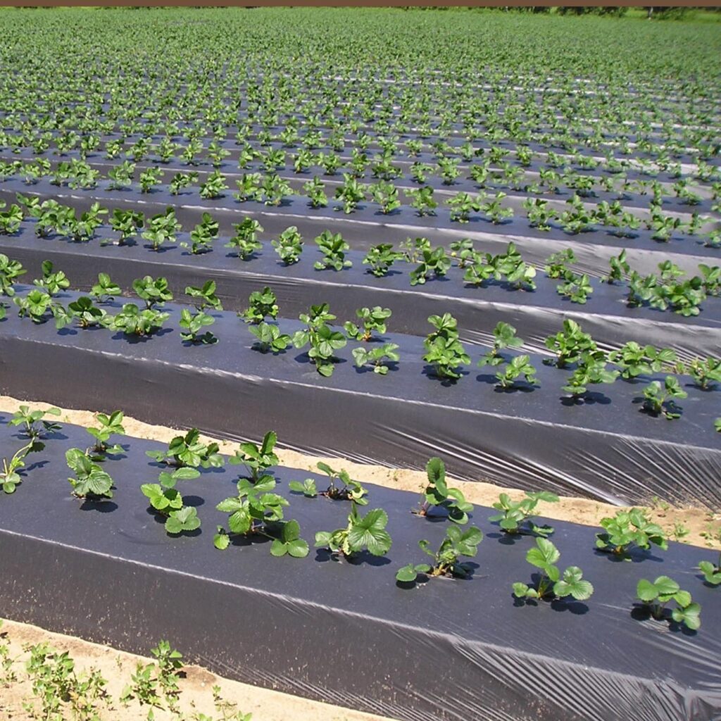 Folia do ściółkowania w uprawie truskawek – widok z plantacji