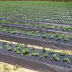 Folia do ściółkowania w uprawie truskawek – widok z plantacji