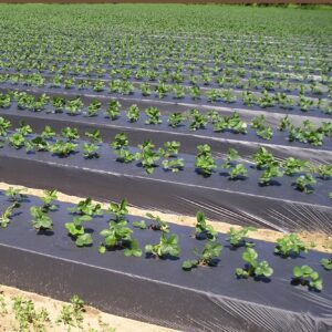 Folia do ściółkowania w uprawie truskawek – widok z plantacji